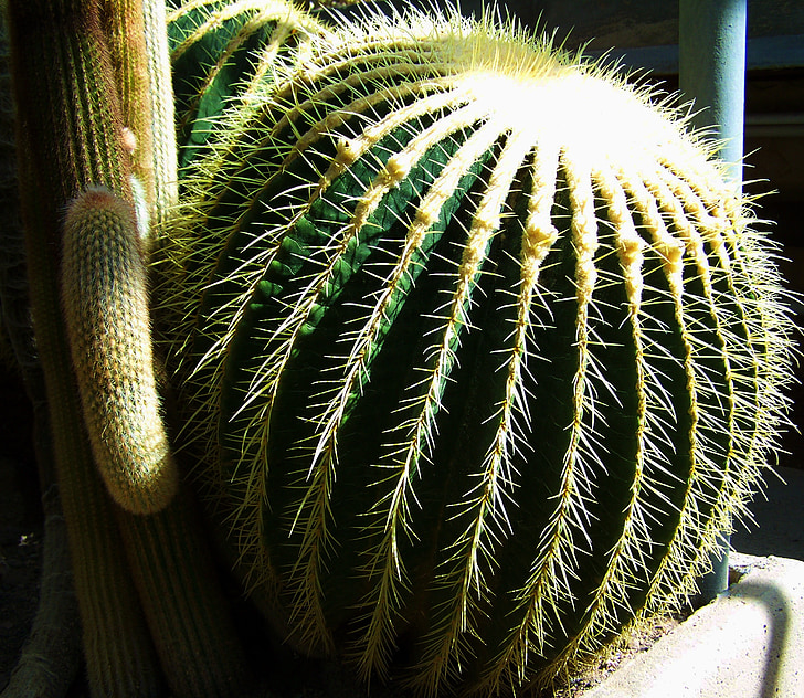 cactus de bola, cactus mexicano, Jardín Botánico