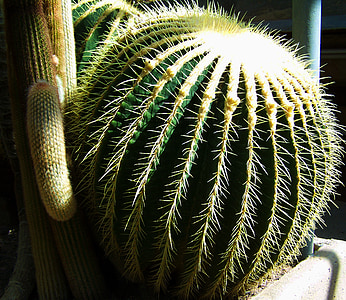 žogo kaktus, Mehiški kaktus, botanični vrt