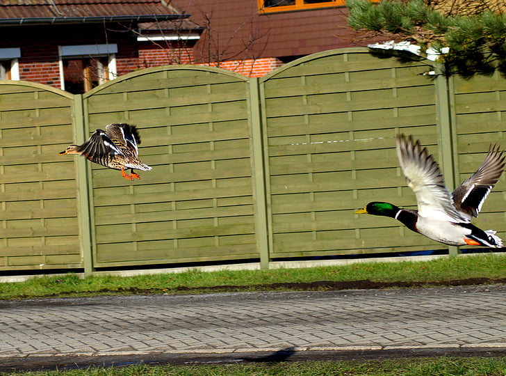 duck, in flight, water bird, startled, bird, animal, outdoors