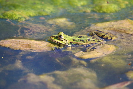 Příroda, plaz, žába, rybník, plovoucí, zelená, obojživelníků