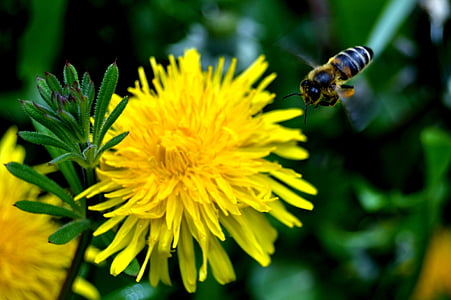 ผึ้ง, ว่านหางจระเข้, ธรรมชาติ, ดอกแดนดิไล, ดอกไม้