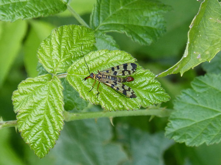 panorpa communis, Scorpion fly, insekt, vinger, blad, BlackBerry, natur
