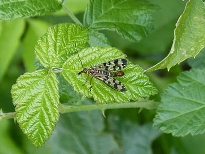 Panorpa communis, mouche Scorpion, insecte, ailes, feuille, BlackBerry, nature