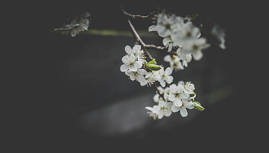 white, flower, bloom, blossoms, nature, plant, blur