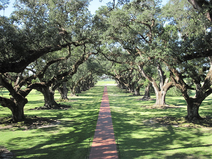 Oaks, arbres de chêne, ruelle, chemin d’accès