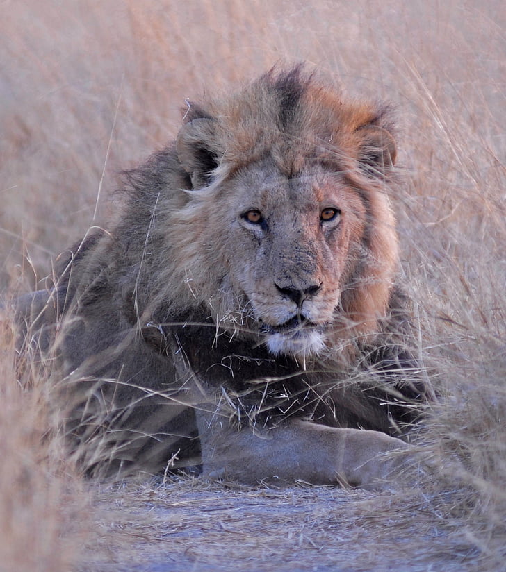 Botswana, oroszlán, savuti, Afrika, oroszlán - macska, undomesticated macska, vadon élő állatok