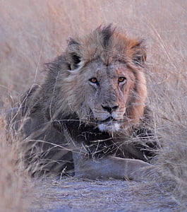 Botswana, lejon, Savuti, Afrika, Lion - feline, förvildad katt, vilda djur