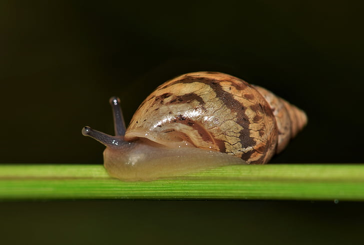 shell, snail, mollusk, land snail, spiral, cone, conical