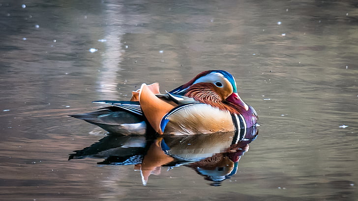 mandarin ducks, duck, colorful, water bird, males, bird, duck bird