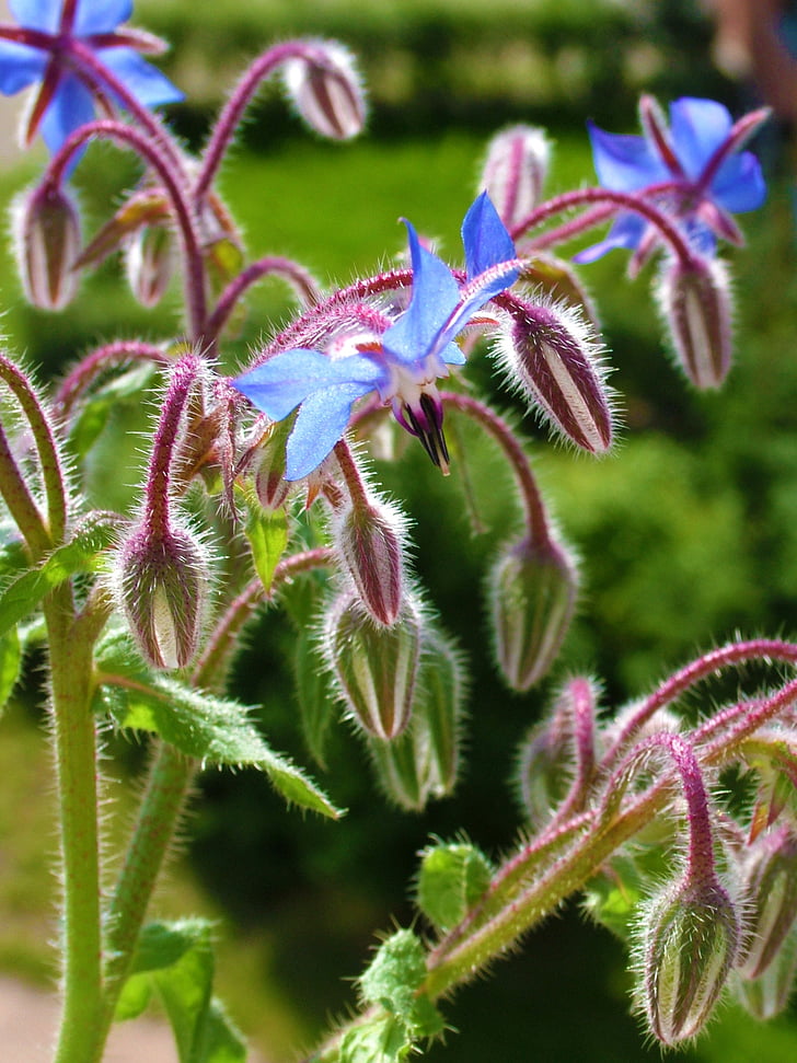 flor, planta, azul, broto, peludo, natureza, close-up