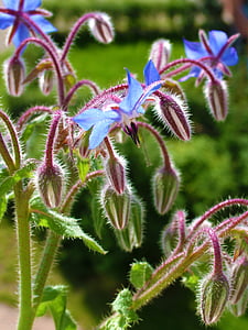 puķe, augu, zila, bud, spalvaino, daba, tuvplāns