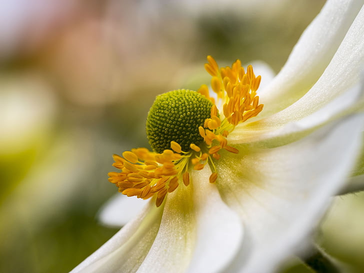 Anemone, hupenhensis, japonica, blomster, haver, hvide blomster, sommerblomster