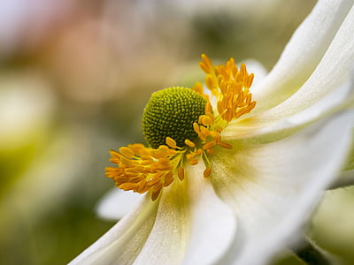 Anemone, hupenhensis, japonica, kukat, puutarhat, valkoiset kukat, Kesän kukat