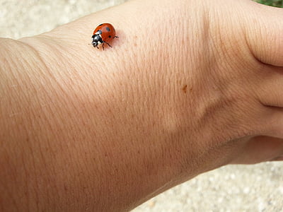 ladybug, lucky charm, luck, beetle, siebenpunkt, insect, nature