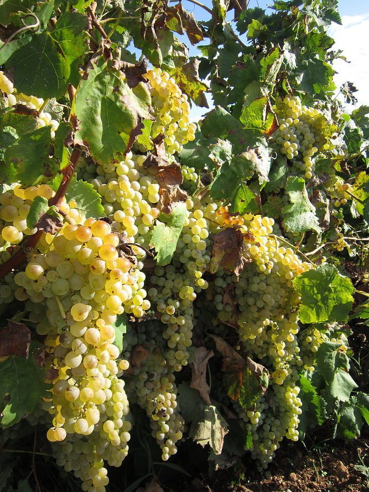 vīnogas, Balto vīnogu, jauks, saule, vasaras, Vidusjūras reģiona, augļi