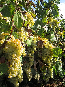 vīnogas, Balto vīnogu, jauks, saule, vasaras, Vidusjūras reģiona, augļi