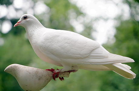 鸽子, 鸟, 自然, 和平, 白色, 希望, 符号