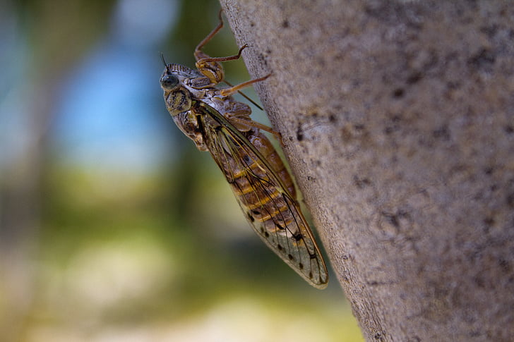 cicada, insect, summer