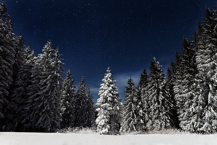 starry night, pine trees, snow, landscape, winter, outdoor, nature