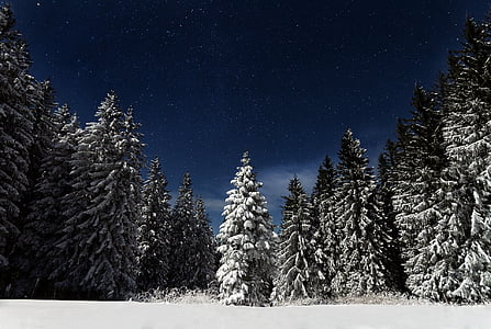 stjerneklar nat, fyrretræer, sne, landskab, vinter, udendørs, natur