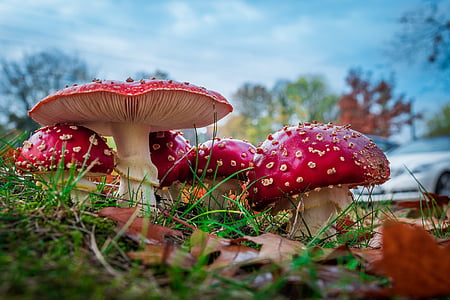 matrjoška, červená muchomůrka houby, houby, Les, Příroda, červená, toxický