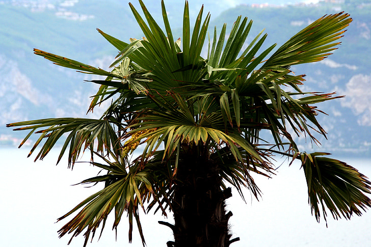 Dragon palm, Palm, taim, Flora, eksootiline, loodus