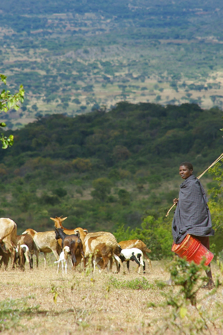 africa, tanzania, landscape, green, wide, shepherd, goats
