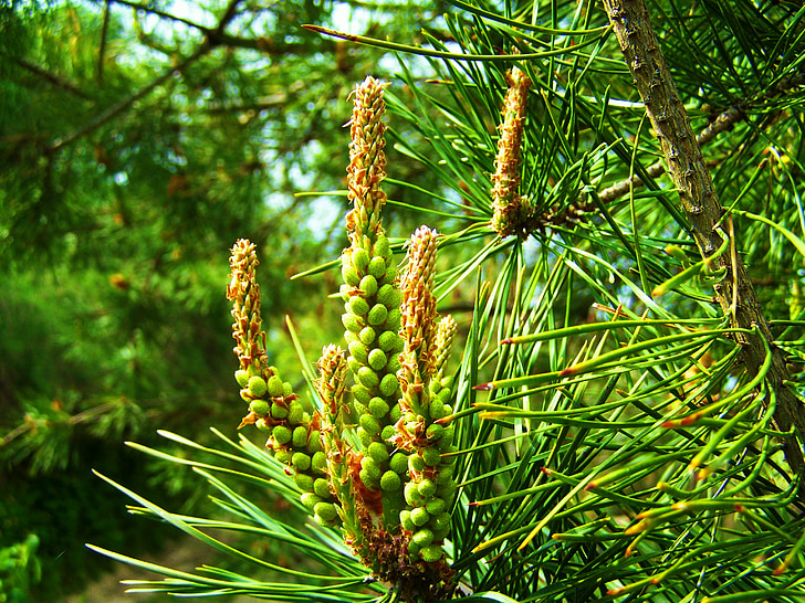pine, new drive, spring