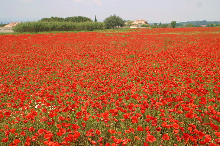 flowers, poppies, nature, field of poppies, agriculture, field, flower