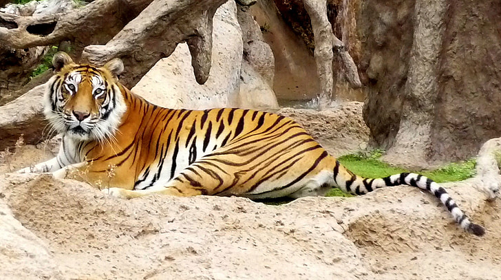 Bengal, fangenskab, hybrid, Loro parque, sibiriske, Tenerife, Tiger