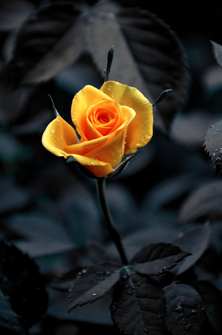 rosas amarelas, Verão, natureza, close-up