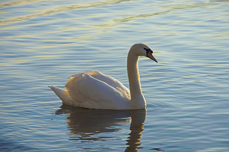 swan, lake, waterfowl, water, animal world, waters, feather