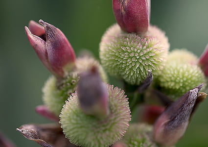 Kanna, flor de Canaan dividit, flora, uniféra, fruita, menopausa, natura