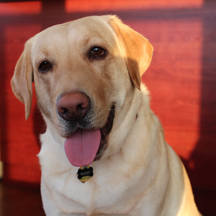 šuo, laimingas šuo, Labradoro retriveris