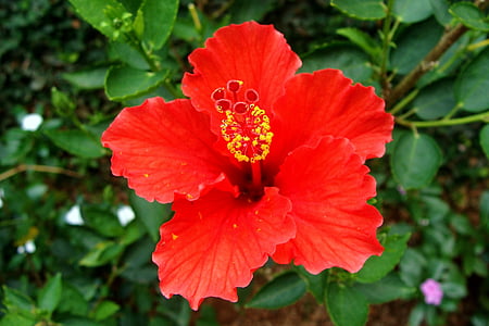Hibiscus, rouge, fleur, Rosa sinensis, rose de Chine, Inde, nature