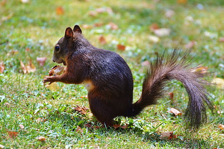 squirrel, nager, rodent, brown, nut, possierlich, gnaw
