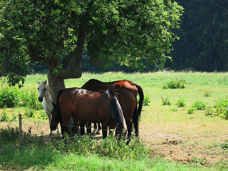 Pferde, Felder, Sommer
