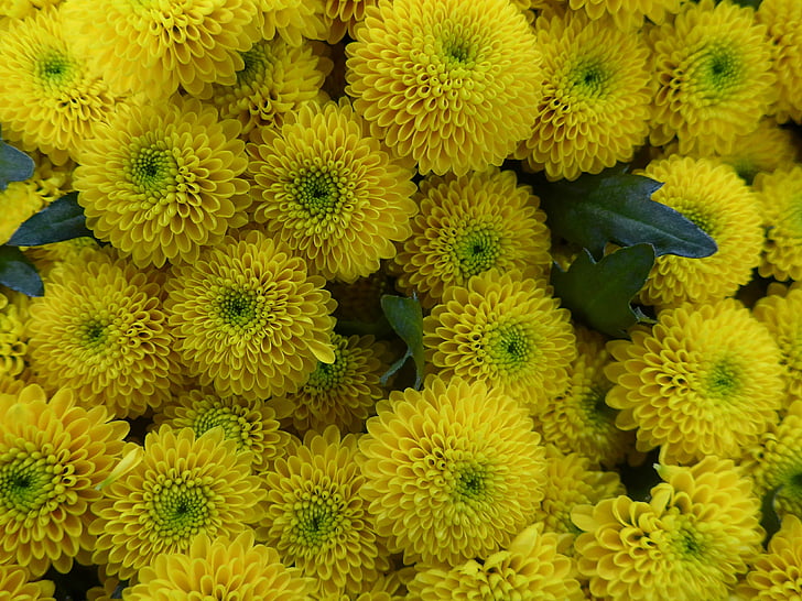 chrysanthème, fleur, jaune, fleurs, art floral, liaison de fleur, fermer