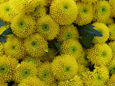 Chrysantheme, Blume, gelb, Blumen, Floristik, Blume-Bindung, in der Nähe
