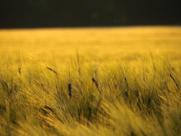 domaine, nature, été, coucher de soleil, blé, champ de blé, herbe de blé