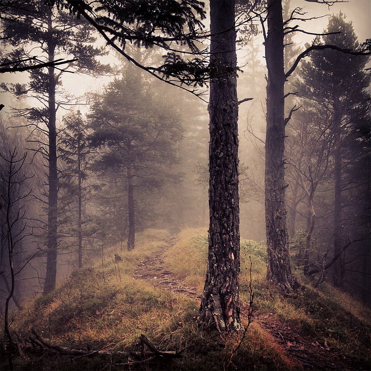 forest, woods, fog, trees, nature, trail, tree