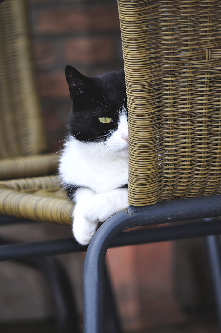 kedi, evde beslenen hayvan, siyah ve beyaz kedi, hayvanlar, yerli kedi, pençe, sevimli kedi