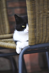 mačka, PET, čierna a biela mačka, zvieratá, mačka domáca, packa, roztomilé mačky