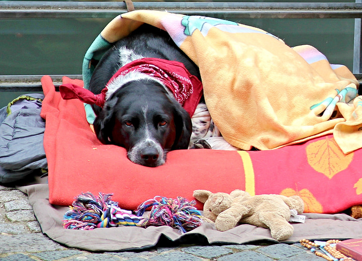 cão, cobertores, chato, doença, animais de estimação, animal, canino