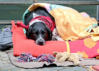 šuo, antklodės, nuobodu, ligos, augintiniai, gyvūnų, šunų