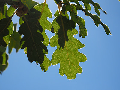 foglie, verde, argentea, splendere, bordo d'argento, luce, luce posteriore