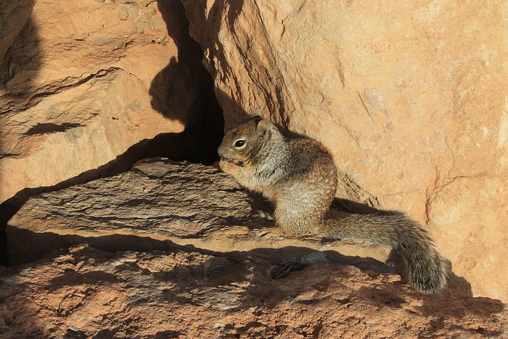 squirrel, rock, food