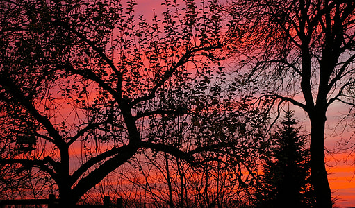 abendstimmung, matahari terbenam, musim dingin, lebih langit, langit merah, cabang, cabang