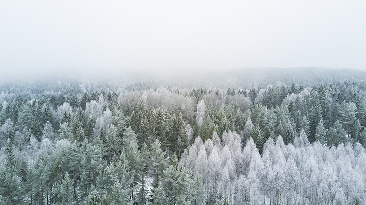 putih, hijau, berdaun, pohon, musim dingin, dunia, alam