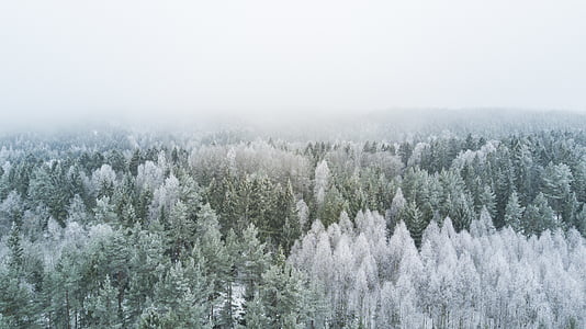 Branco, verde, frondoso, árvores, Inverno, seaon, natureza